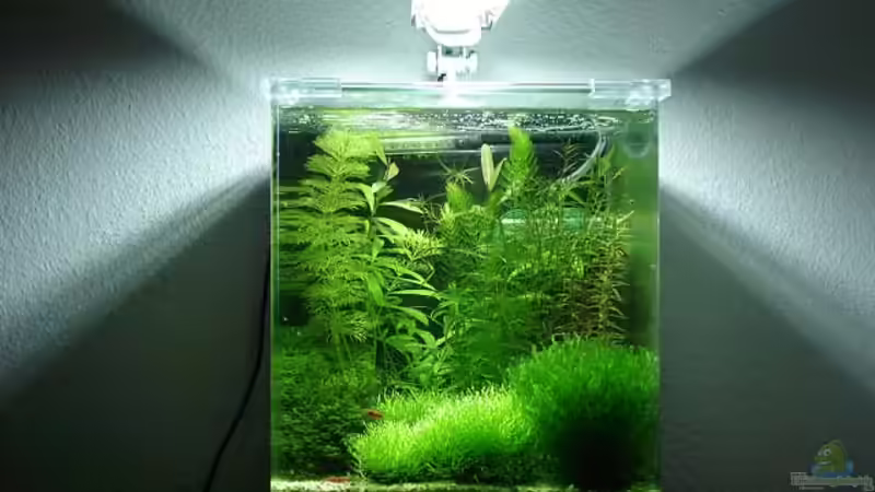 Gesamtansicht (Stand 20.01.2011) von hej kompisar (1)