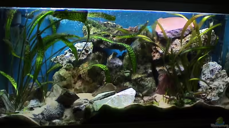 Gesamtansicht Tanganjikabecken