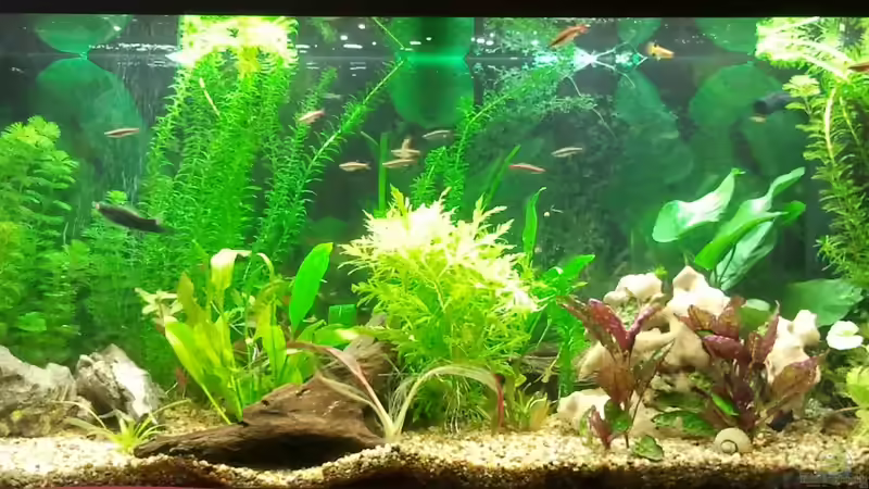 Gesamtansicht vom 15.12.2012 nach teilweiser Neubepflanzung von cypher2020 (1)