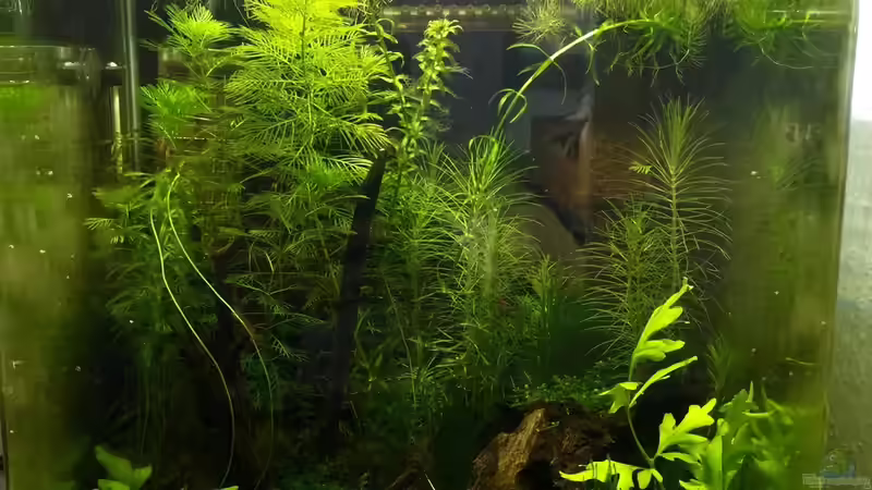 Gesamtansicht vom 16.06.2015 von Clemens (2)