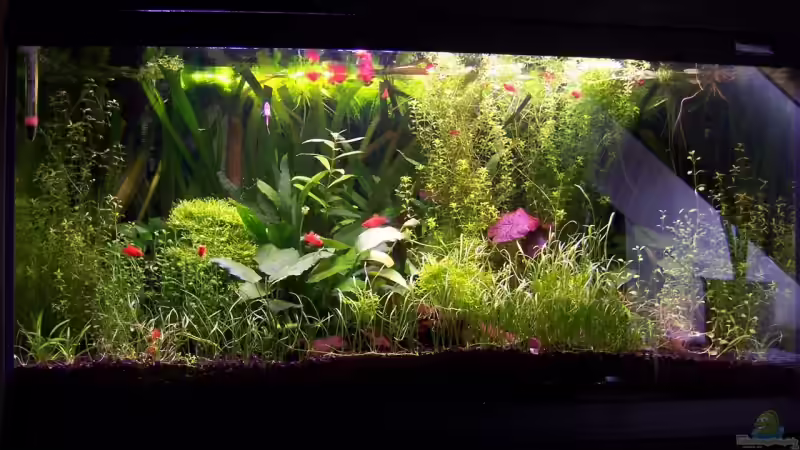 Gesamtansicht vom 3.1.2007 von Sebastian Seibold (1)