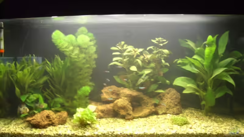 Gesamtansicht vom alteingerichteten Aquarium   von Mario H. (3)