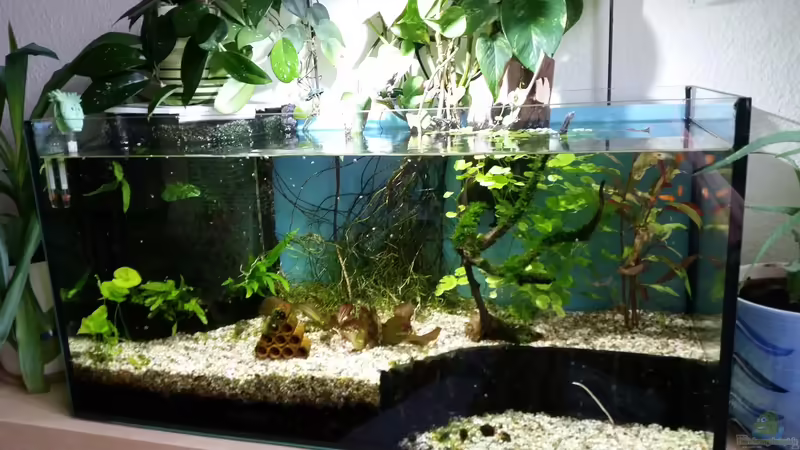 Gesamtansicht vom Aquarium von Gigi (16)