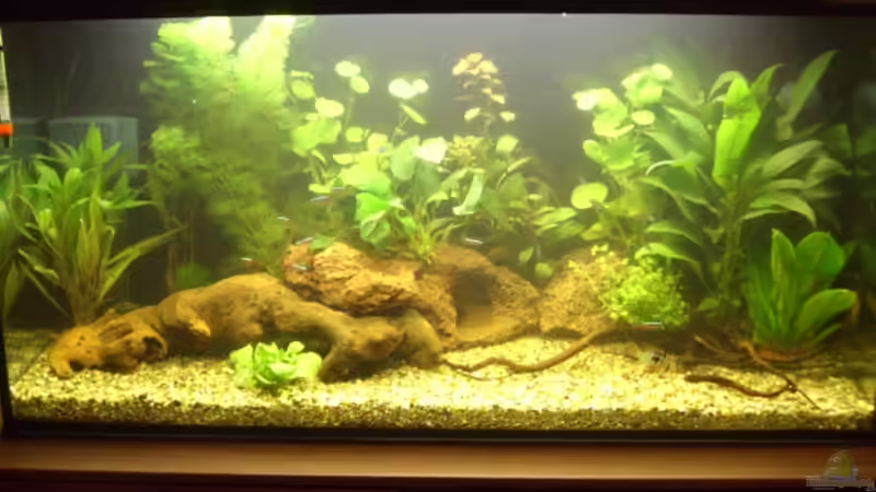 Gesamtansicht vom neueingerichteten Aquarium Gesamtansicht vom neueingerichteten Aquarium