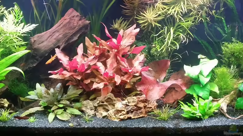 Gesamtansicht von 23 verschiedenen Pflanzen von Anna-RS (6)