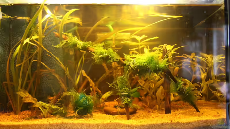 Gesamtansicht von A. Twele (2)