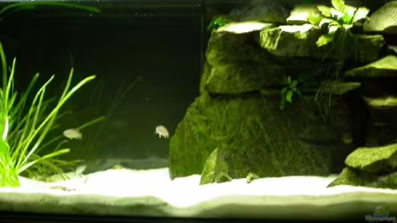 Gesamtansicht von Alex Stark (1)