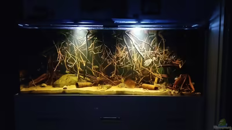 Gesamtansicht von Alien2k (2)