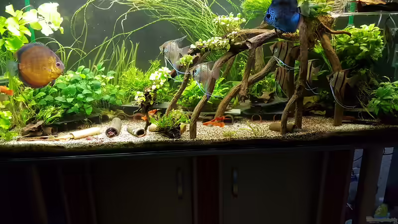 Gesamtansicht von Aqualady (2)