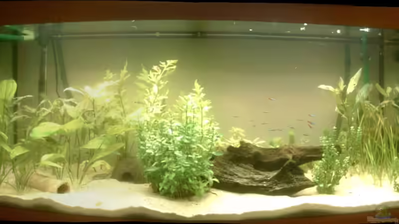 Gesamtansicht von AquarianerHH (1)