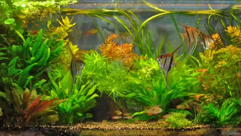 Gesamtansicht von Bungi (1)