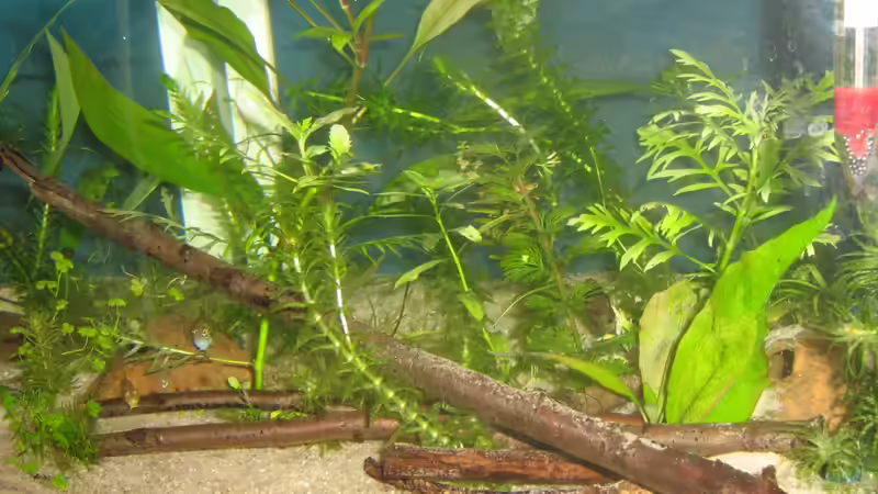 Gesamtansicht von chrisi01 (2)