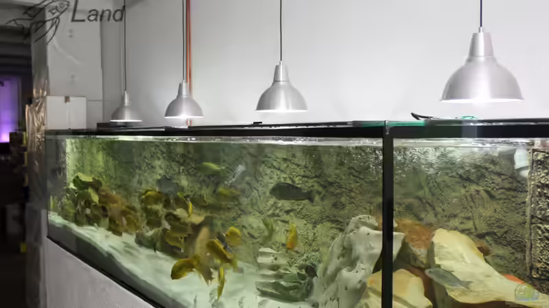 Gesamtansicht von Cichlidenland (6)