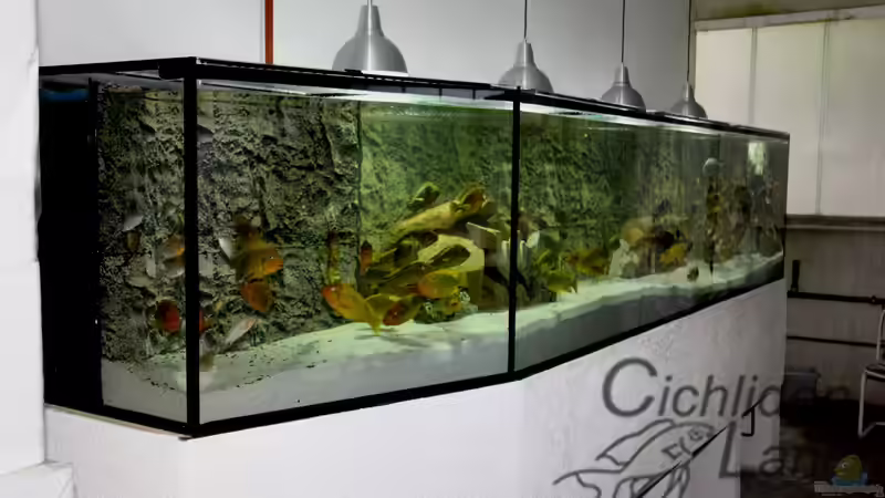 Gesamtansicht von Cichlidenland (7)