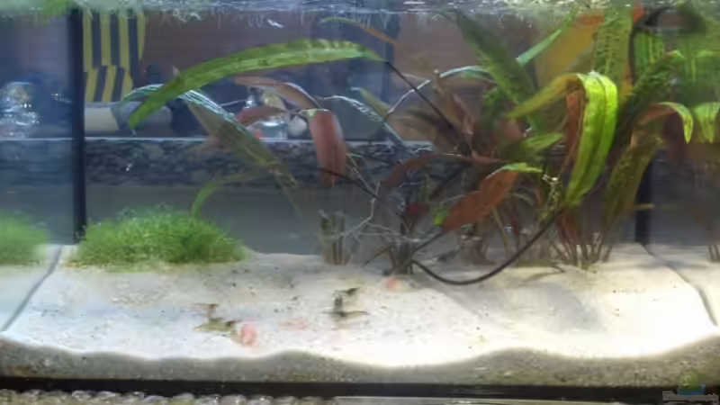 Gesamtansicht von Daniel (1)