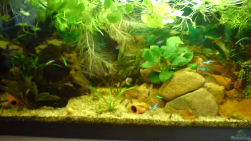 Gesamtansicht von Daniel Bade (1)