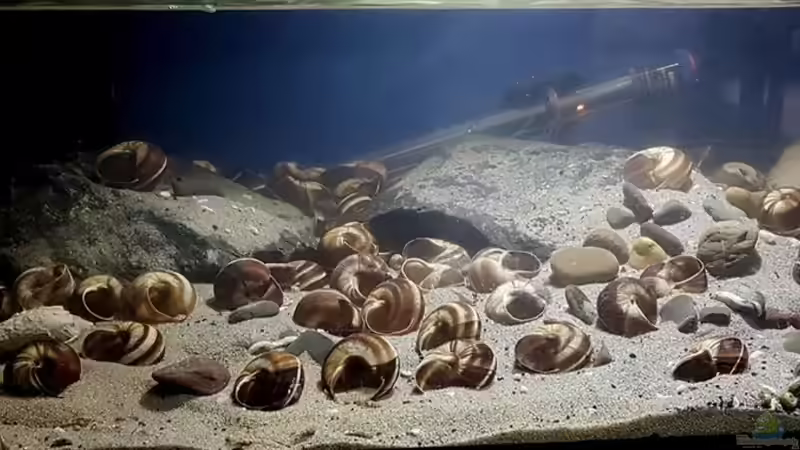 Gesamtansicht von David Breuers (1)