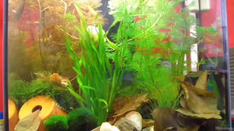 gesamtansicht von Der Ich (1)