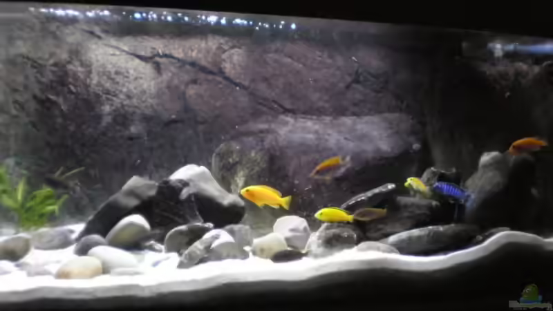 Gesamtansicht von Der Schwabe (2)