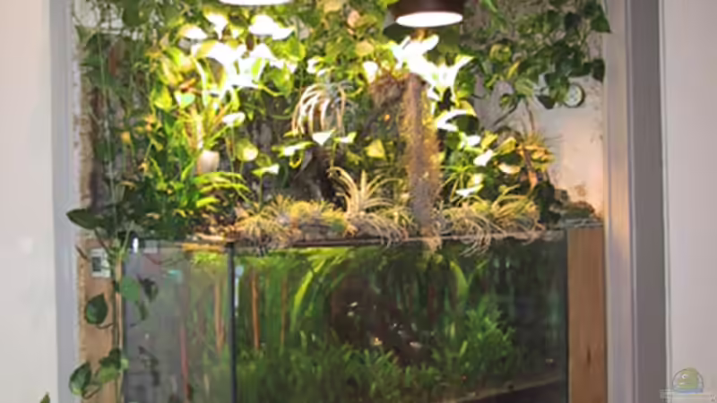 Gesamtansicht von Der Südamerikaner (16)