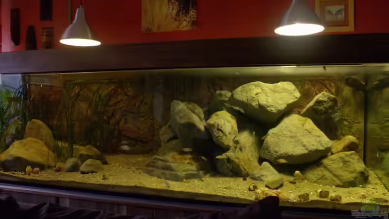 Gesamtansicht von Didi (1)