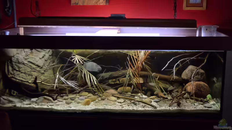 Gesamtansicht von Didi (1)