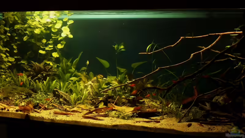 Gesamtansicht von die Perle... (8)