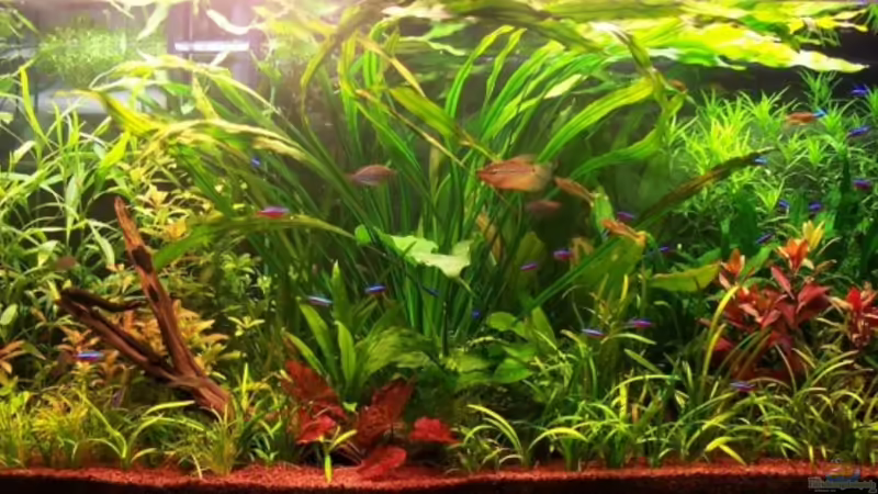 Gesamtansicht von Dieter Wiesmann (1)