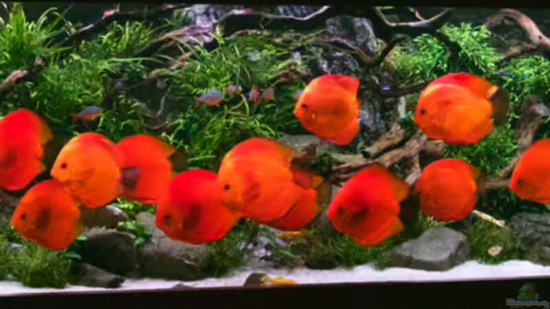 Gesamtansicht von Diskus-Direkt (20)