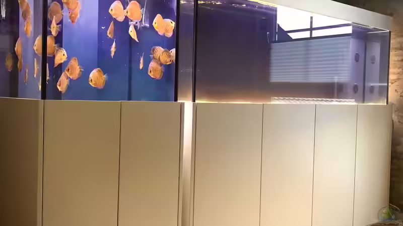 Gesamtansicht von DiskusMummy (7)