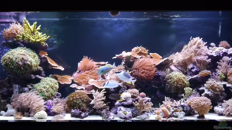 Gesamtansicht von Enrico (2)