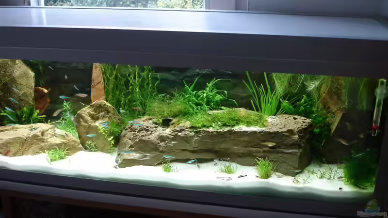 Gesamtansicht von Grünhexe (109)