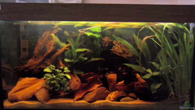 Gesamtansicht von Jabbery (1)