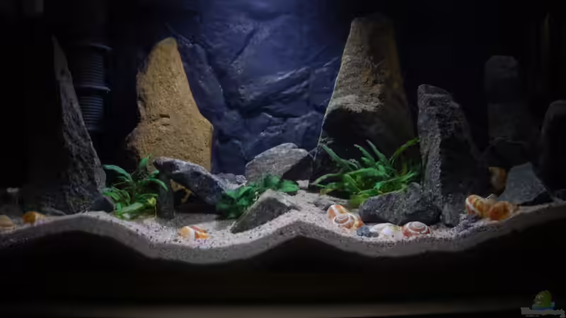 Gesamtansicht von junger Aquarianer (2)