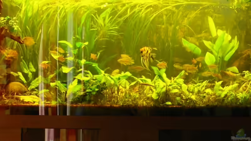 Gesamtansicht von Liane Stechert (1)