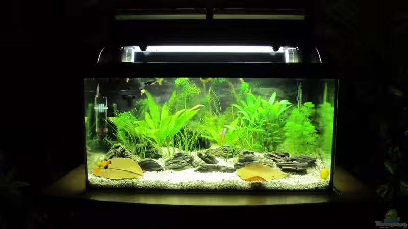 Gesamtansicht von Locke1992 (2)