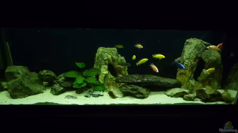 Gesamtansicht von malawimimi (1)