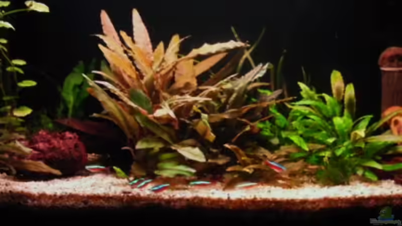 Gesamtansicht von Microsash (3)