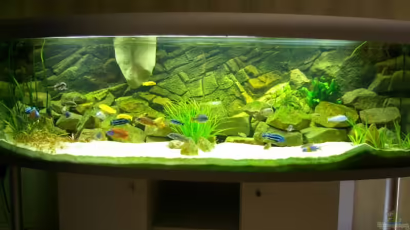 Gesamtansicht von Nico A. (1)