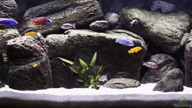 Gesamtansicht von Nivus (1)