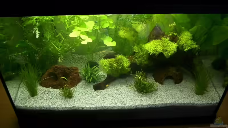 Gesamtansicht von oben von Earkle (4)