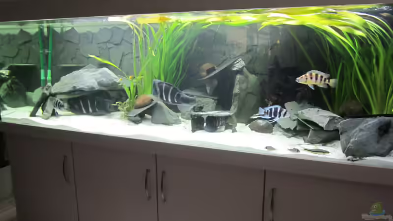 Gesamtansicht von Patrick K. (1)