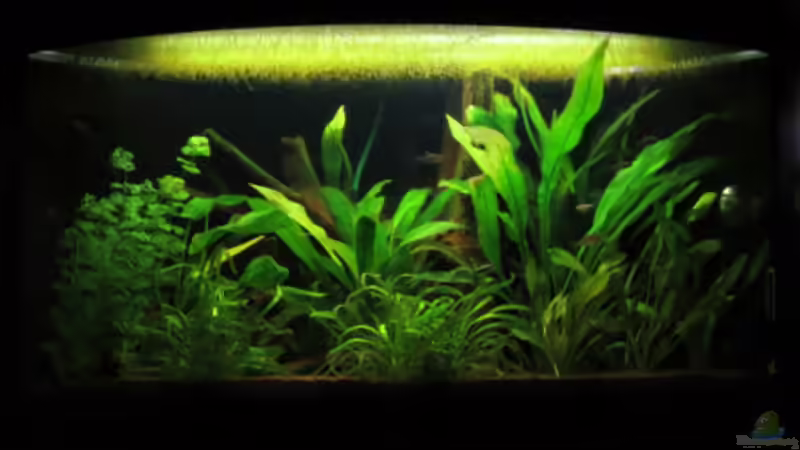 Gesamtansicht von Phantom (1)