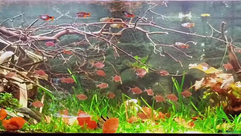 Gesamtansicht von Pirarucu (1)