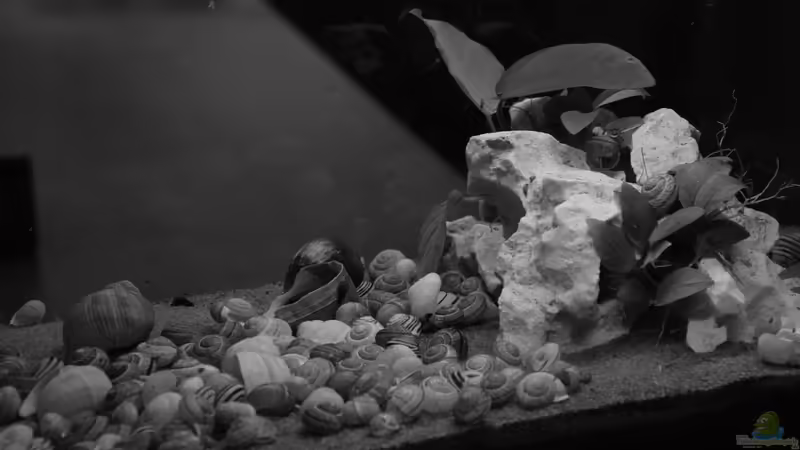 Gesamtansicht von Quyrill (2)