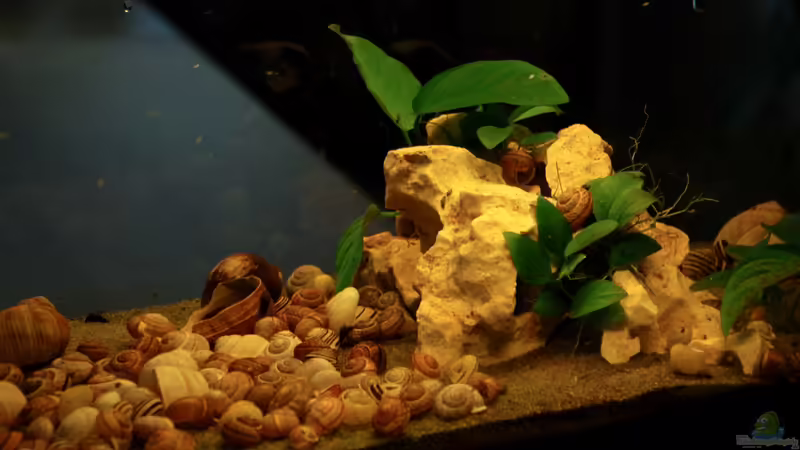 Gesamtansicht von Quyrill (3)