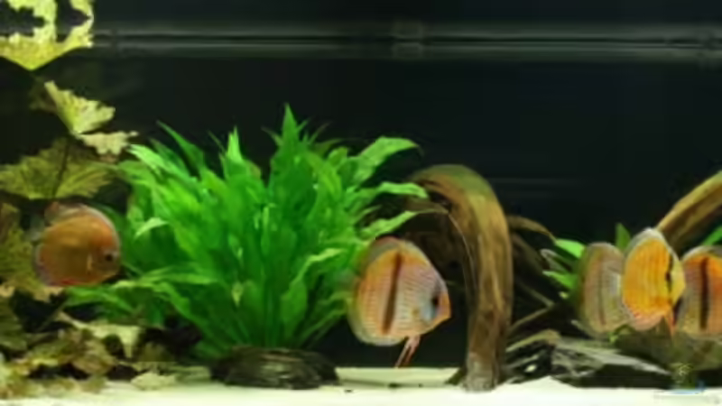 Gesamtansicht von Rene Dietzel (1)