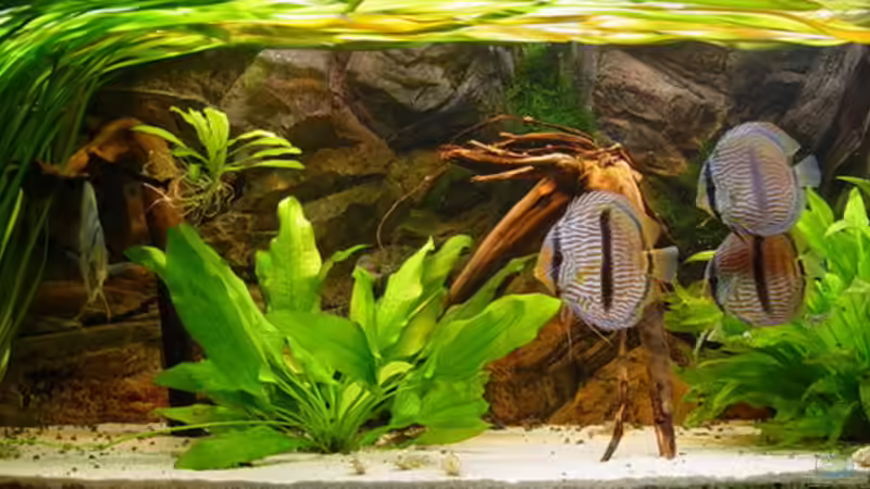 Gesamtansicht von Rene Dietzel (1)