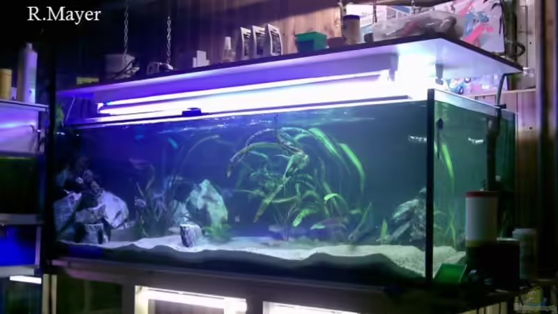 Gesamtansicht von Roger Mayer (1)