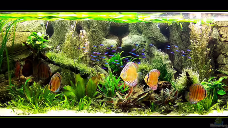 Gesamtansicht von Sandro Di Giandomenico (1)